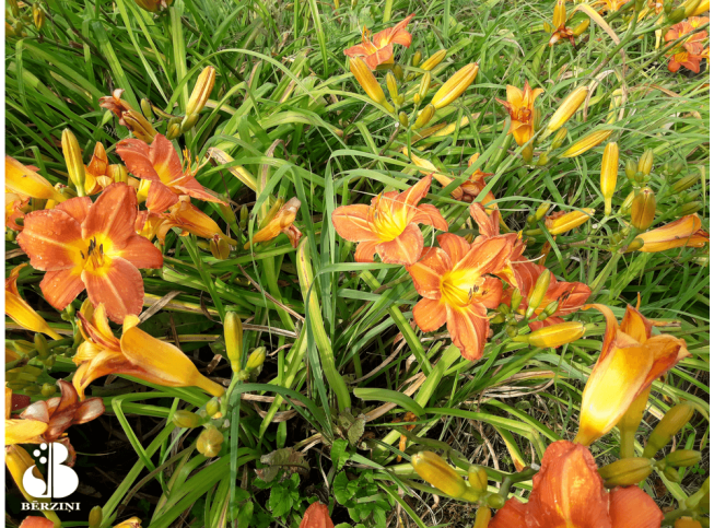 Hemerocallis   'Kandava'
